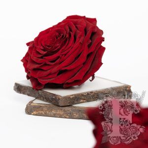 Fora exclusive roses - Jumbo - Forever red | Fora Nature