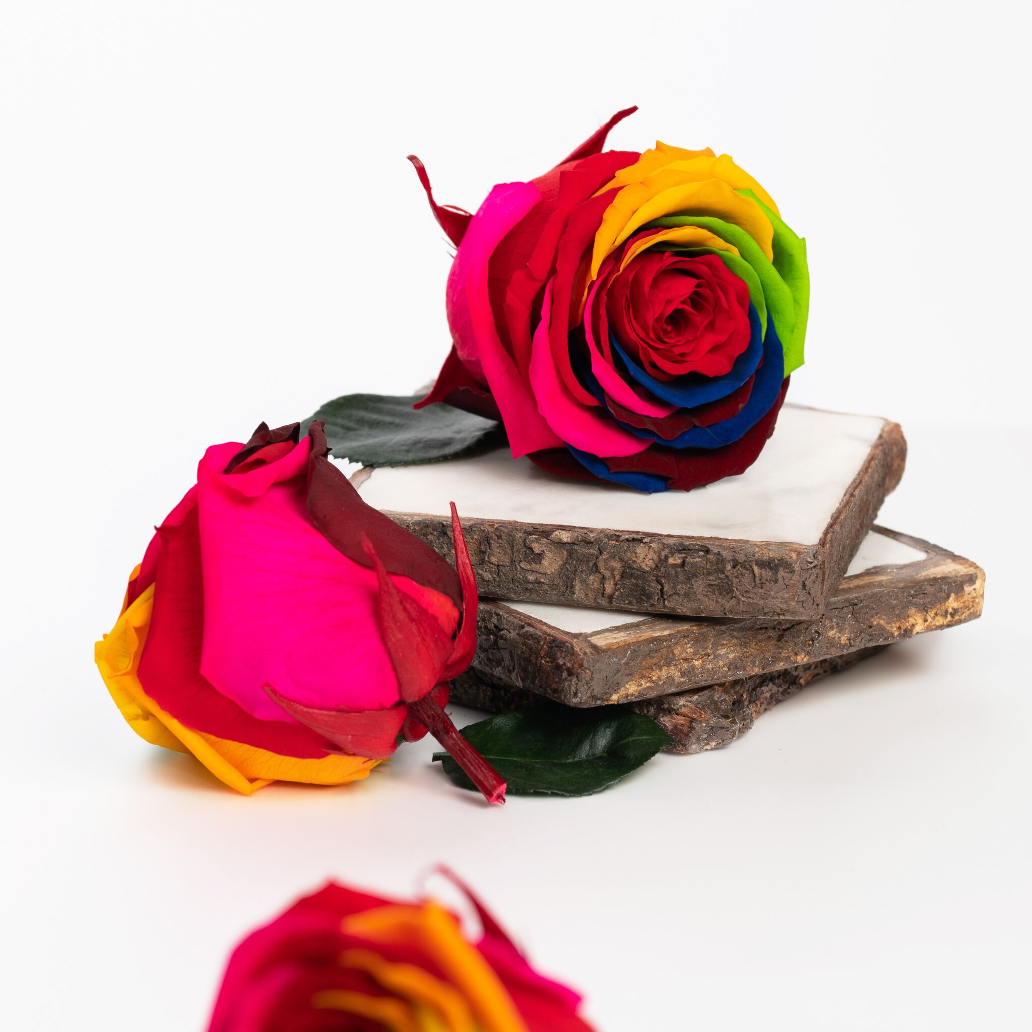 ROSE☆ROSE Contemporary Roses