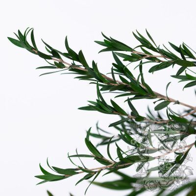 Longifolia - Bunch