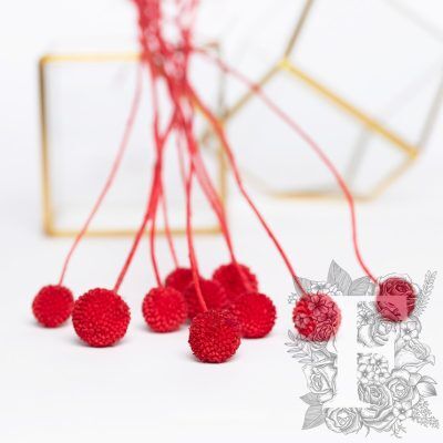 Craspedia Billy Button - 10 Stems