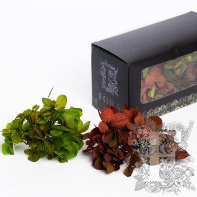 Fora Exclusive Hydrangea - Box