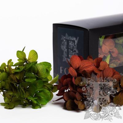 Fora Exclusive Hydrangea - Box