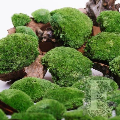 Ball Pole Moss - Window Box - 180g