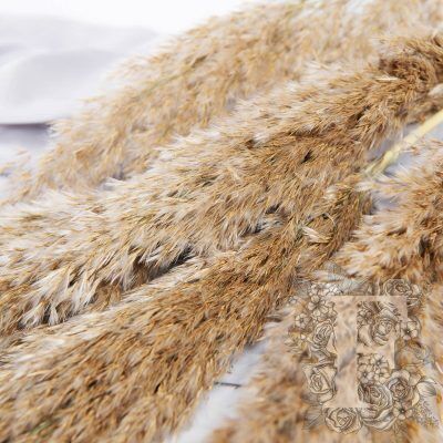 Pampas - Cane Aroundo - 10 Stems 100cm