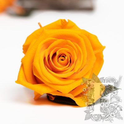 Fora exclusive  roses - Medium - 6 Heads - Orange