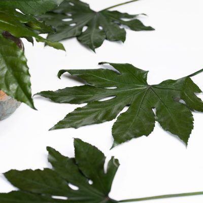 Aralia Leaf - Pack of 10